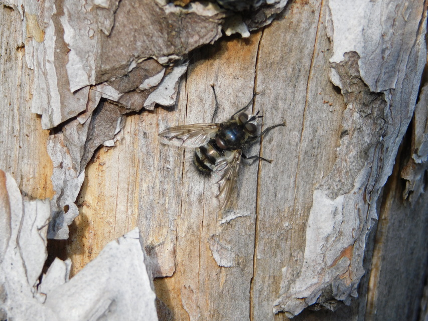 Ernestia puparum