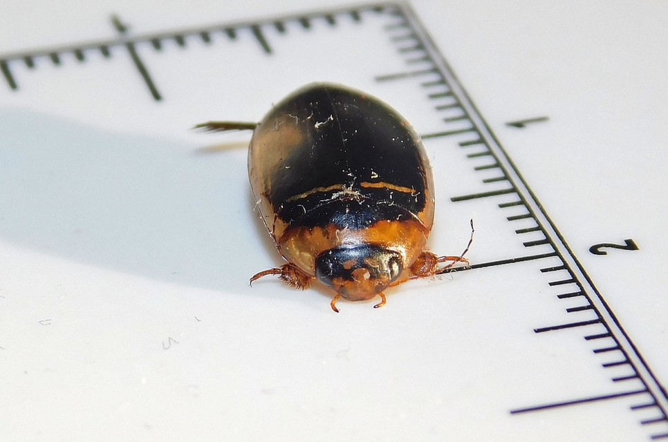 Hydaticus transversalis - harántsávos mocsáricsíkbogár