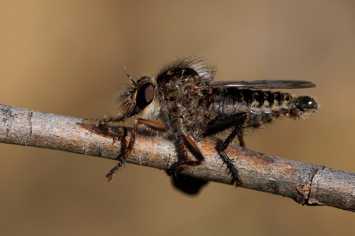 Erax barbatus