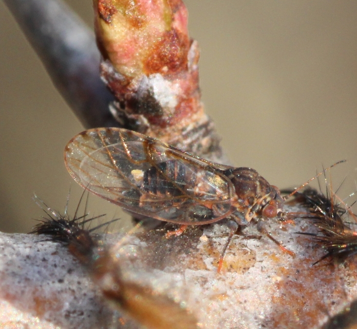 Psyllidae