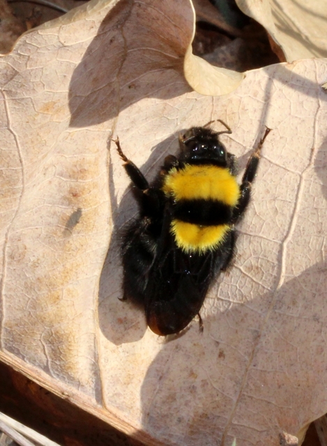 Bombus argillaceus - délvidéki poszméh
