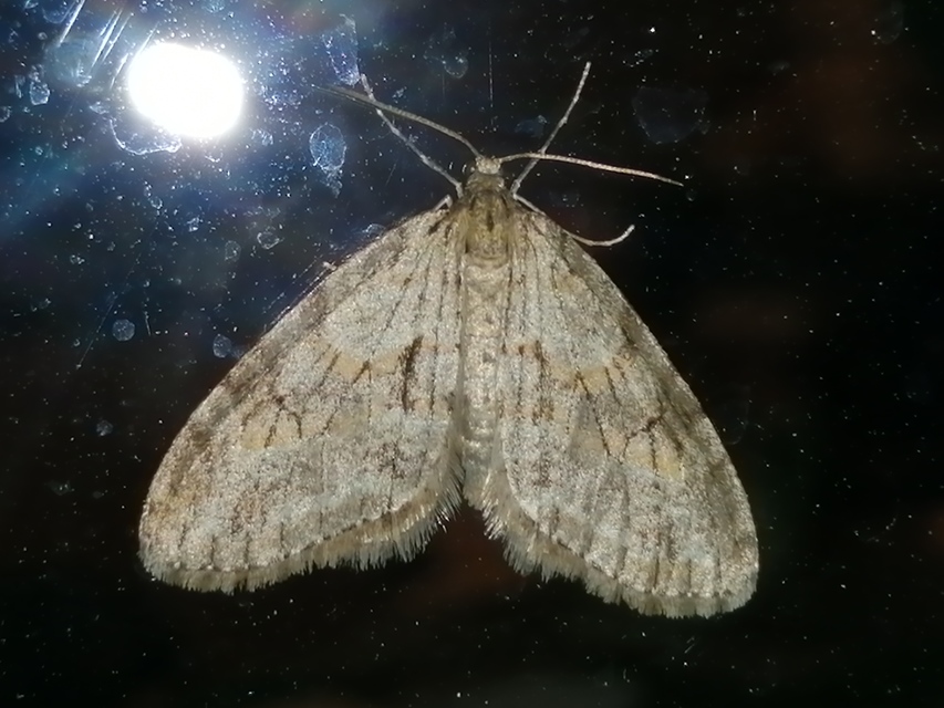 Trichopteryx polycommata - kőrisfa-lebenyesaraszoló