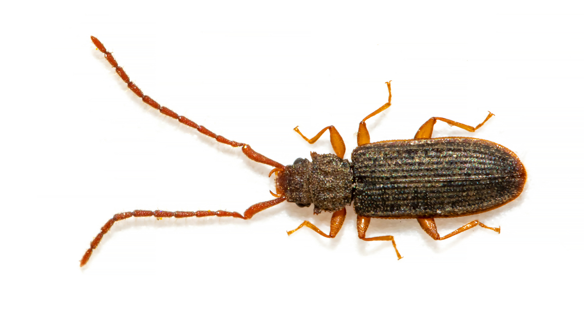 Uleiota planatus - hosszúcsápú fogasnyakú-lapbogár