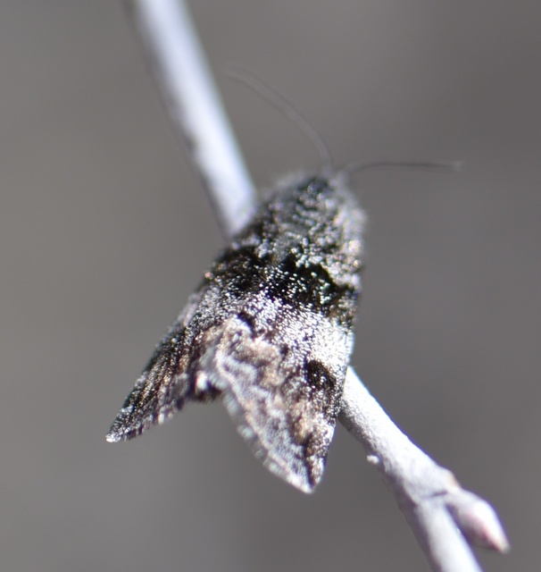 Boudinotiana notha - vörhenyes nappaliaraszoló