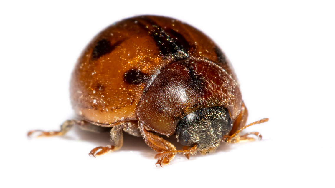 Cynegetis impunctata - pázsitfűböde