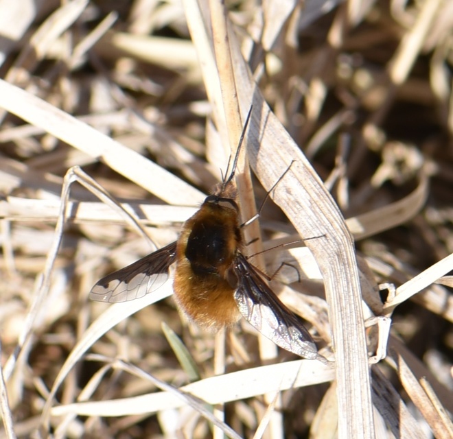 Bombylius major - szegélyes pöszörlégy