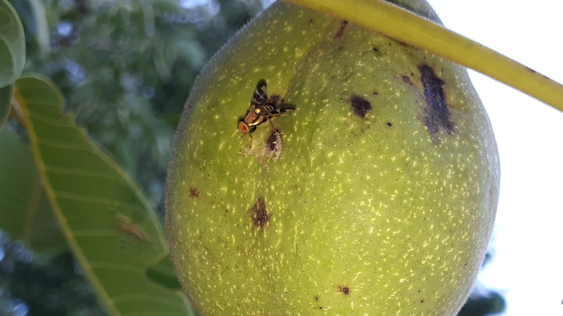 Rhagoletis completa