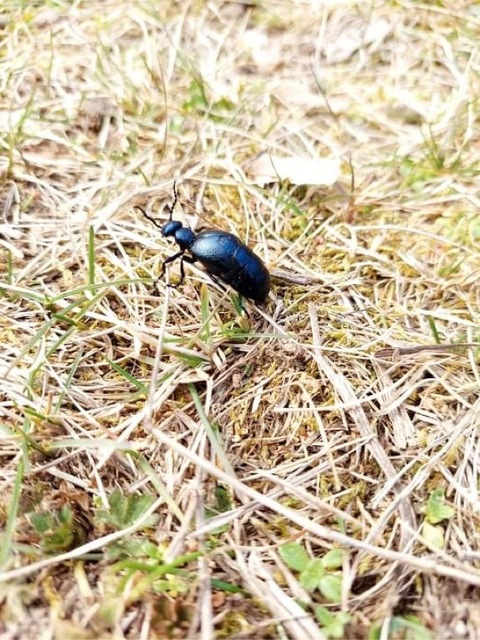 Meloe proscarabaeus - közönséges nünüke