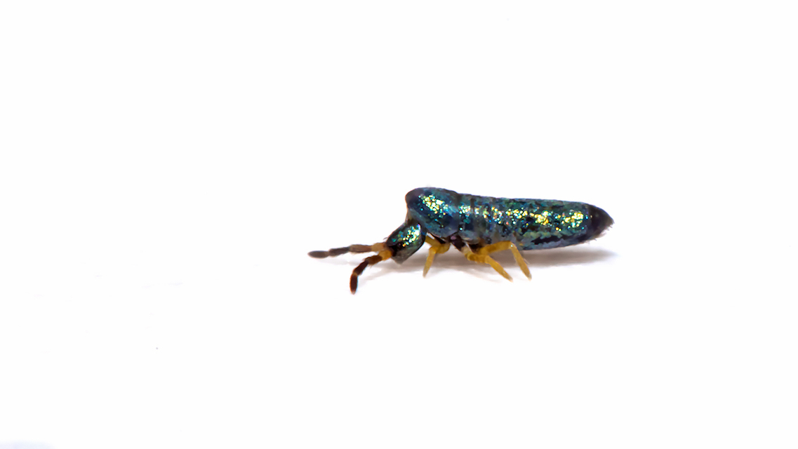 Lepidocyrtus paradoxus