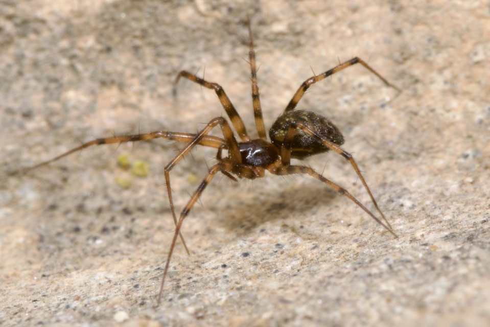 Lepthyphantes minutus