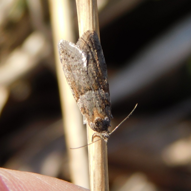 Tortricodes alternella - tavaszi sodrómoly