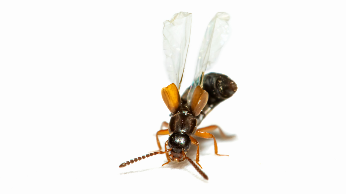 Myrmoecia plicata - dudoros hangyászholyva