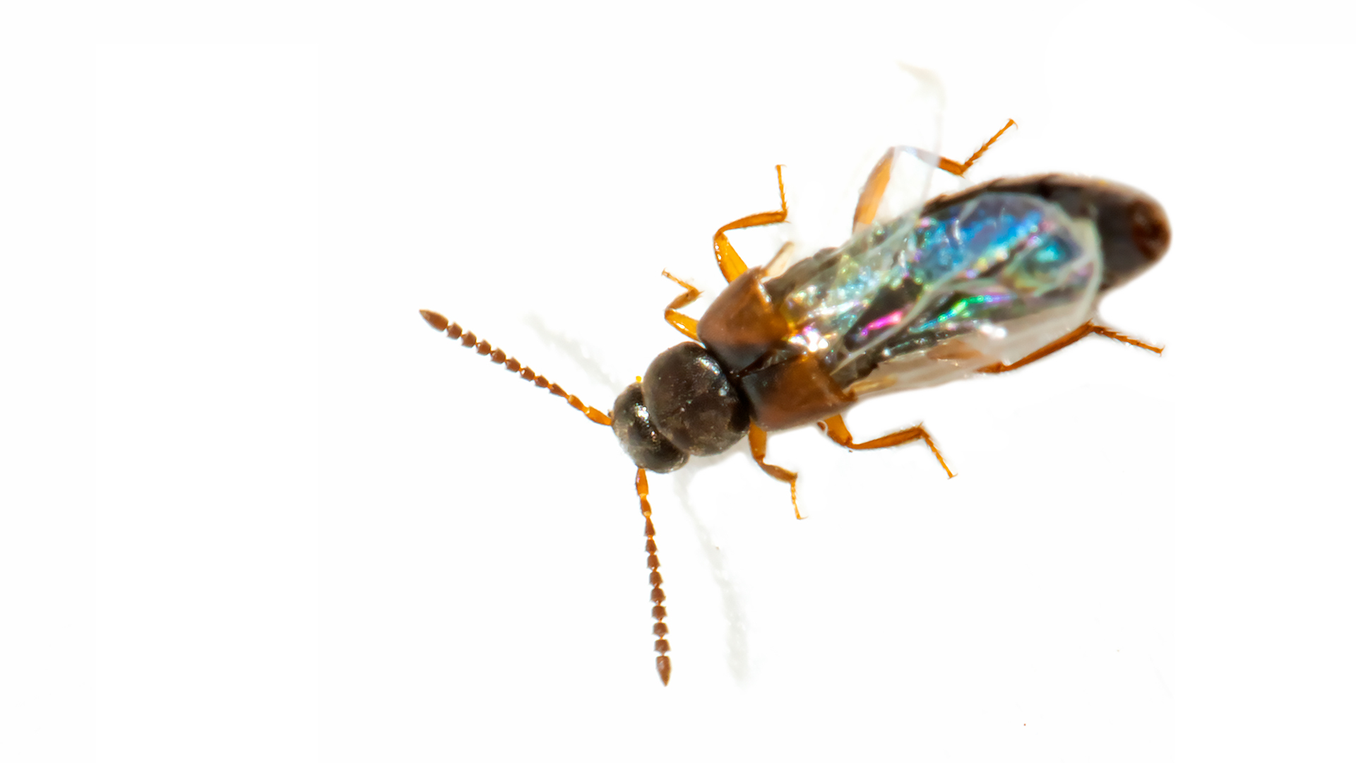 Myrmoecia plicata - dudoros hangyászholyva