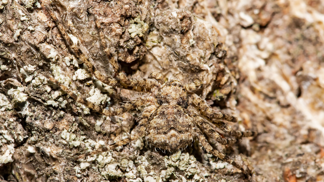 Philodromus poecilus - cifra karolópók
