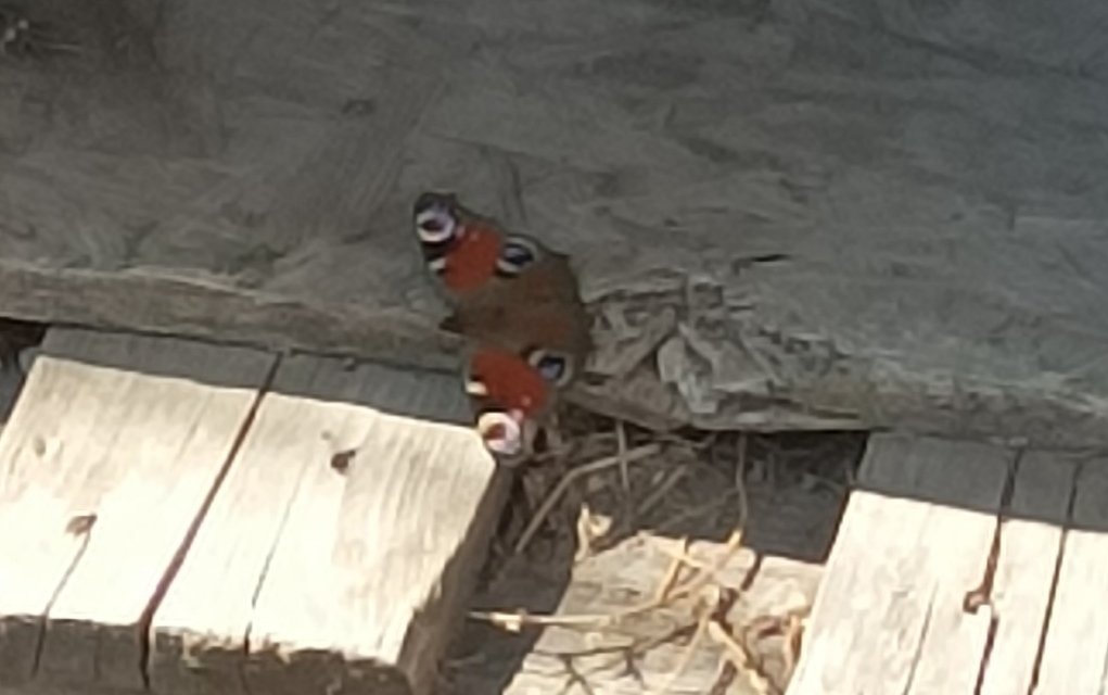 Nymphalis io - nappali pávaszem