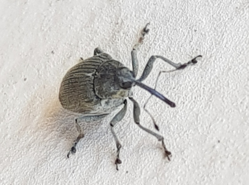 Ceutorhynchus napi - széles repce-ceutormányos
