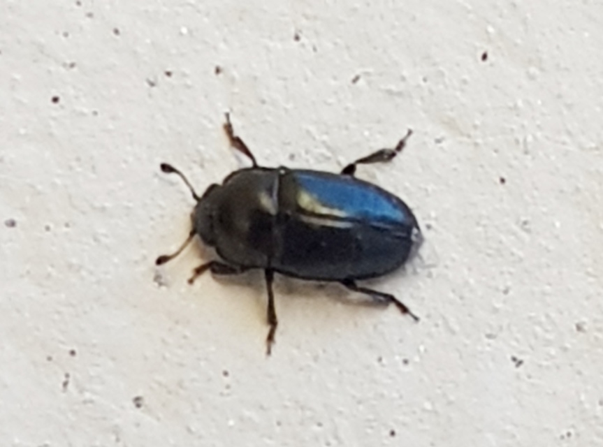 Meligethinae