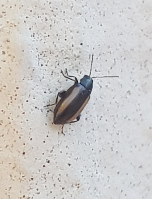 Phyllotreta