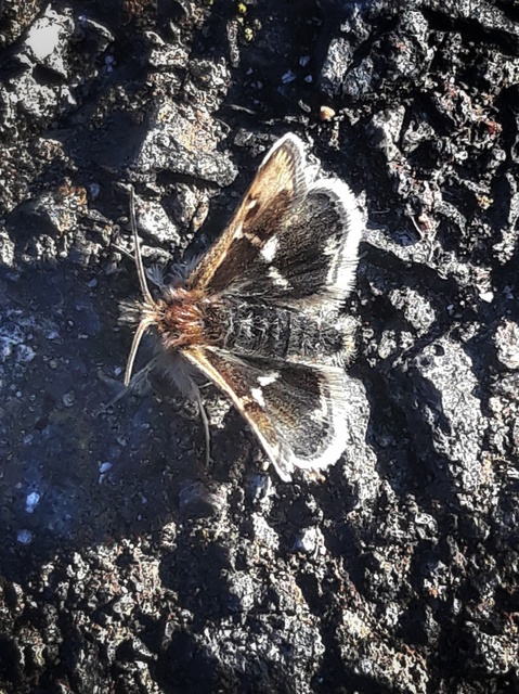 Titanio normalis - szulákszövő kormosmoly