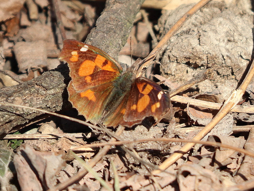 Libythea celtis - csőröslepke