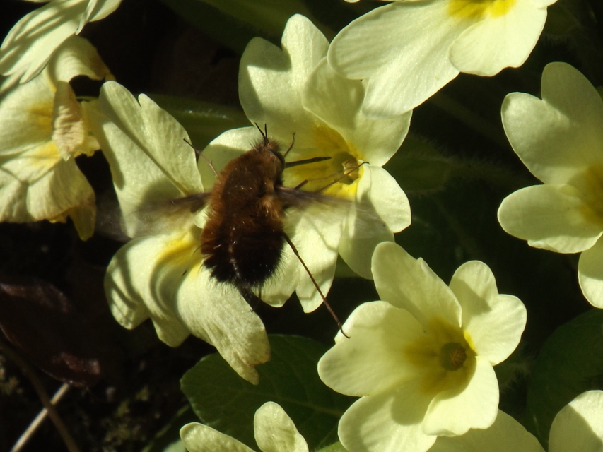 Bombylius discolor - feketefarú pöszörlégy