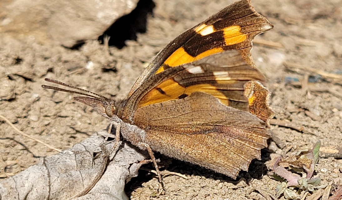 Libythea celtis - csőröslepke