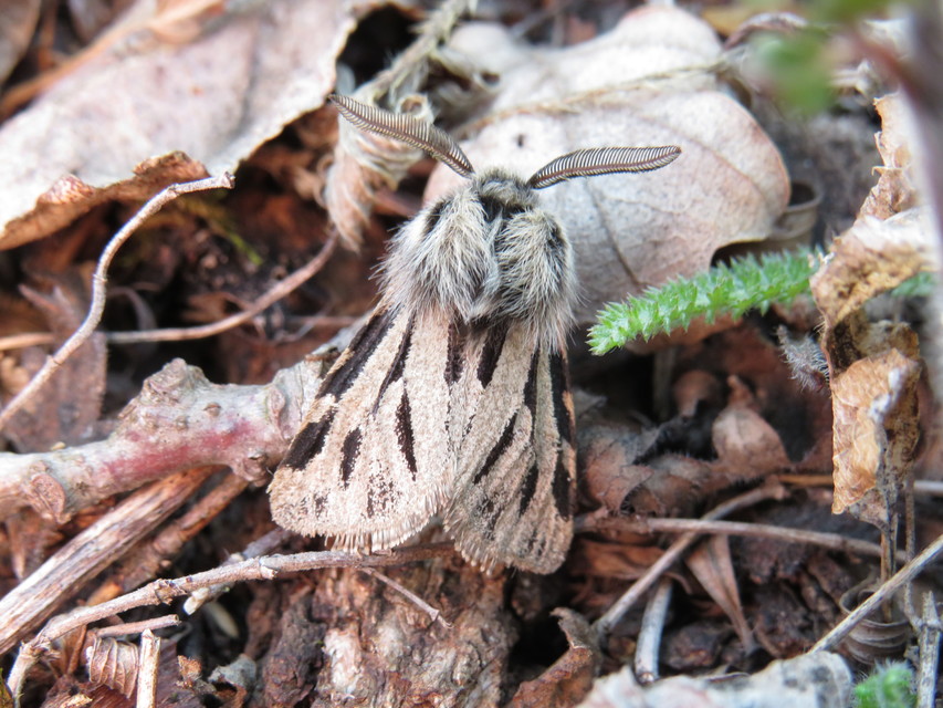 Ocnogyna parasita - csonkaszárnyú medvelepke