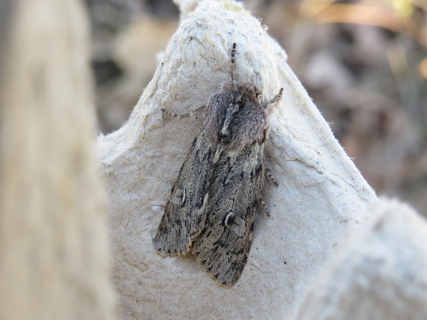Brachionycha nubeculosa - zömök fésűsbagoly