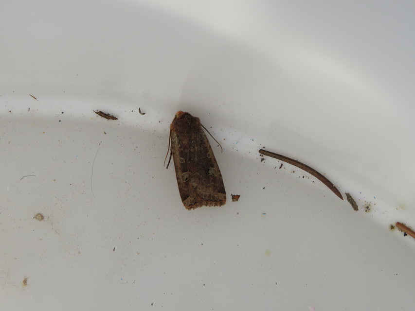 Conistra erythrocephala - vörösfejű őszibagoly