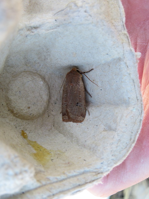 Conistra erythrocephala - vörösfejű őszibagoly
