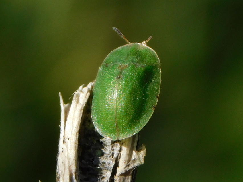 Cassida rubiginosa - lapos pajzsbogár Cassida rubiginosa - lapos pajzsbogár