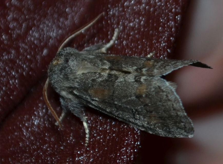 Asphalia ruficollis - vörösnyakú pihésszövő
