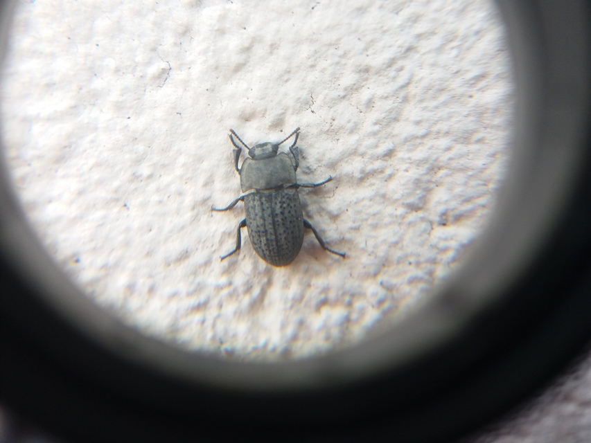 Opatrum sabulosum - sároshátú gyászbogár