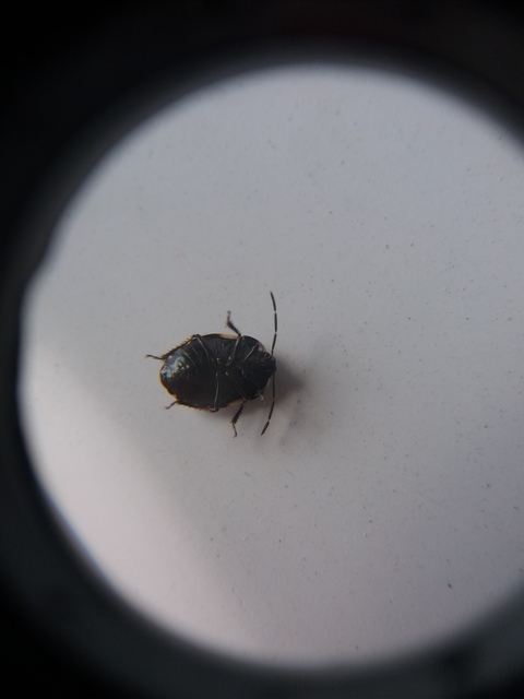 Tritomegas sexmaculatus - hatfoltos földipoloska