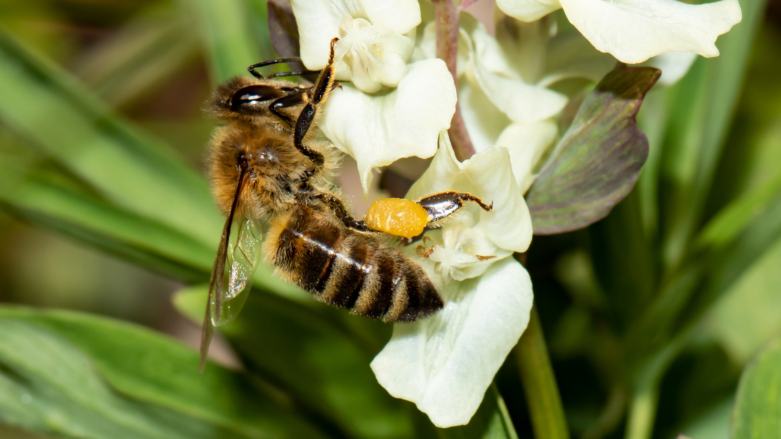 Apis mellifera - háziméh