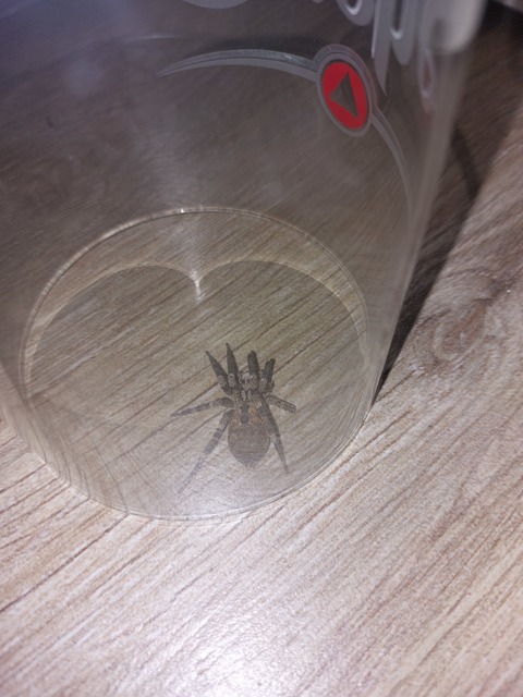 Zoropsis spinimana - tüskéskezű álfarkaspók