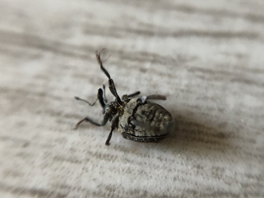 Stenocarus cardui - pipacsgyökér-ormányos