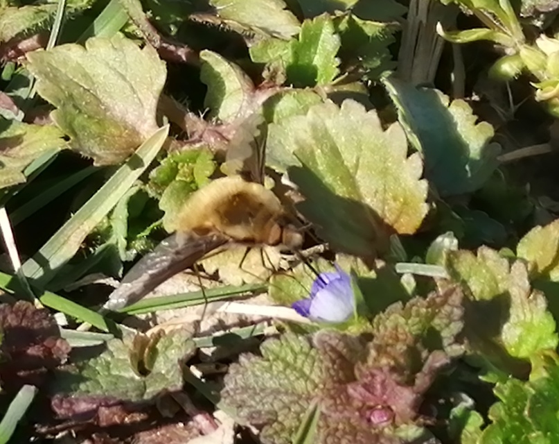 Bombylius major - szegélyes pöszörlégy