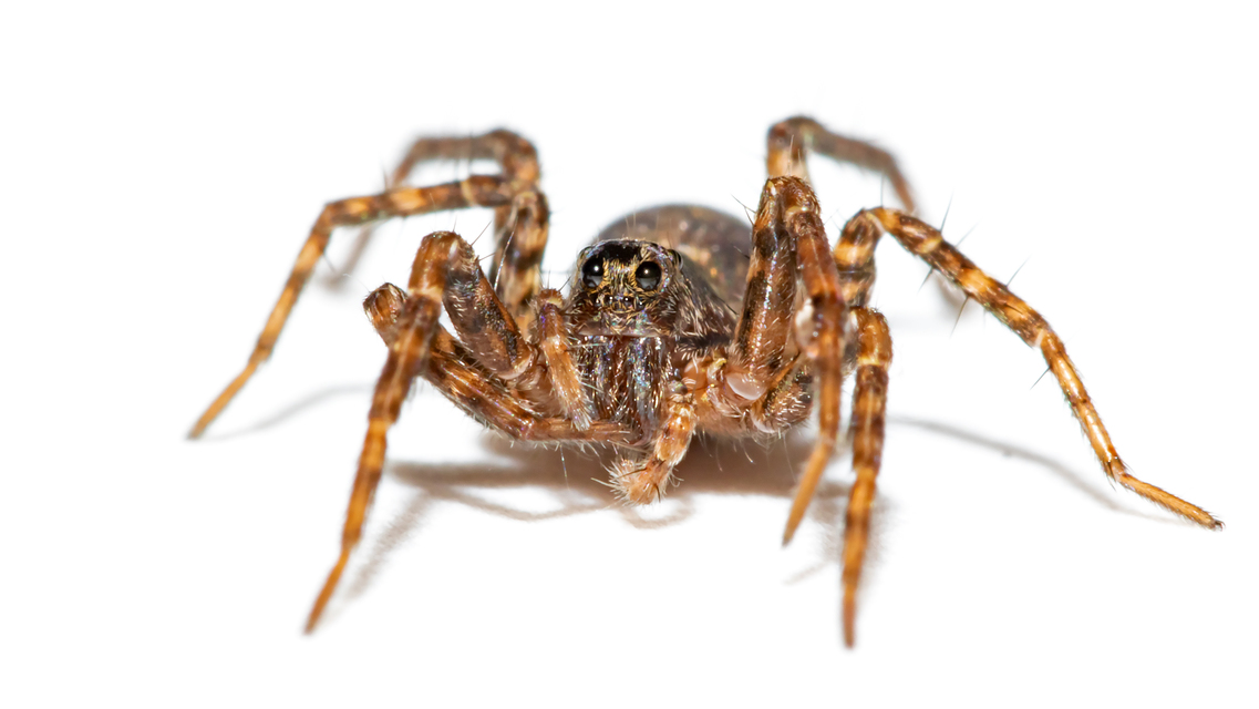 Pardosa