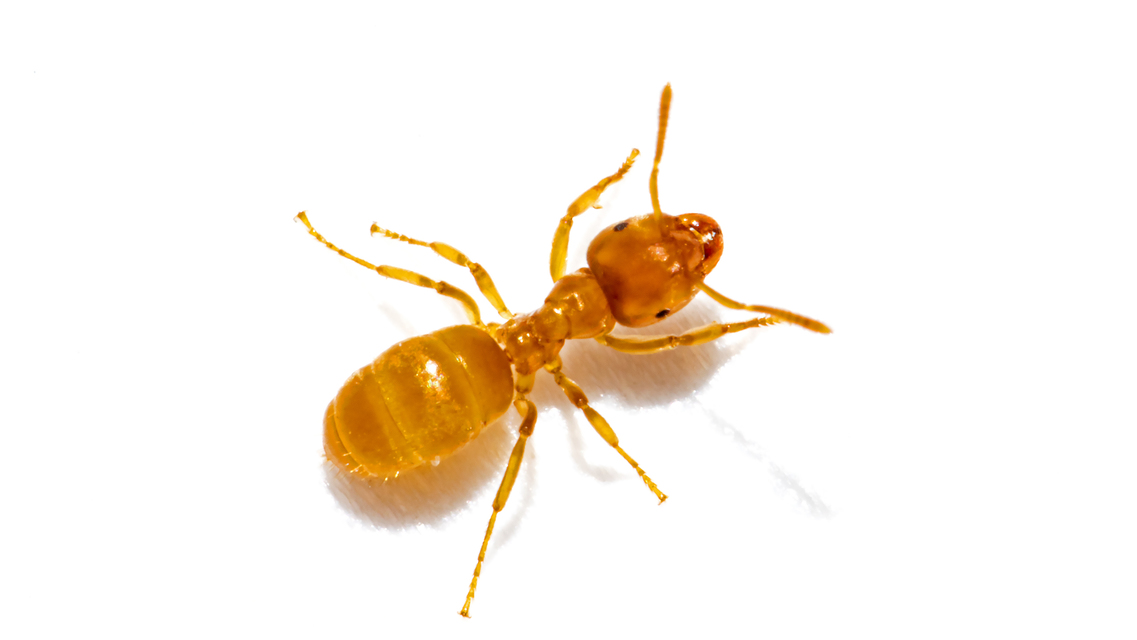 Lasius myops - ligeti borostyánhangya