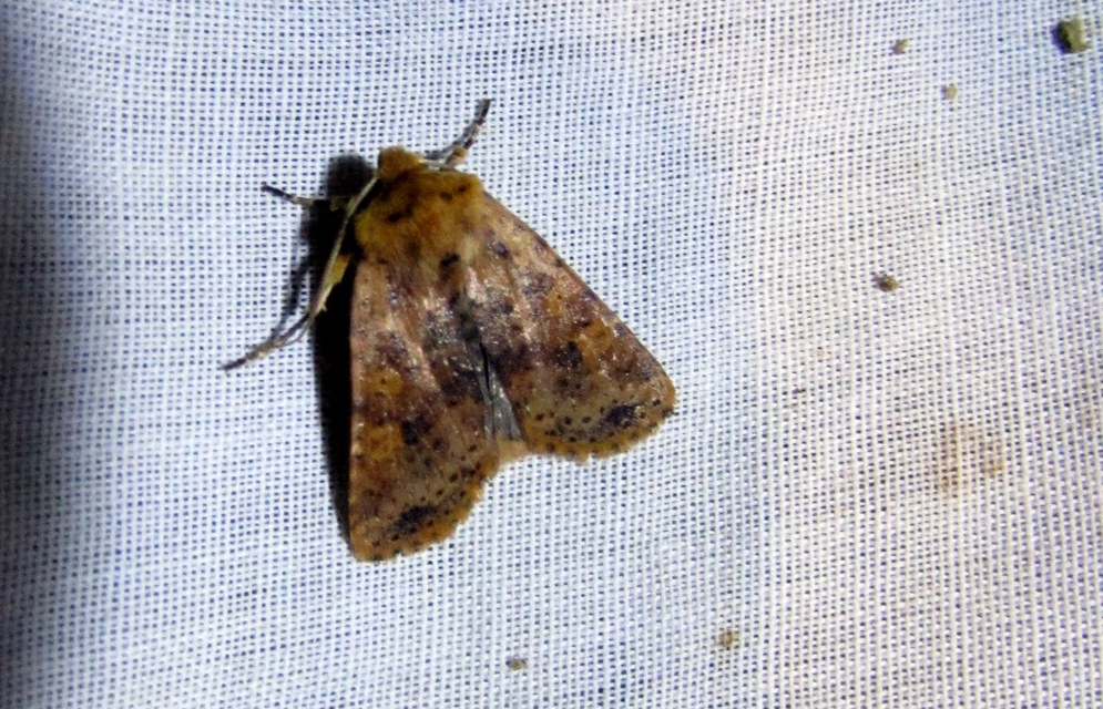 Conistra rubiginea - vörös őszibagoly