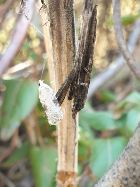 Agonopterix alstromeriana - bürök-laposmoly
