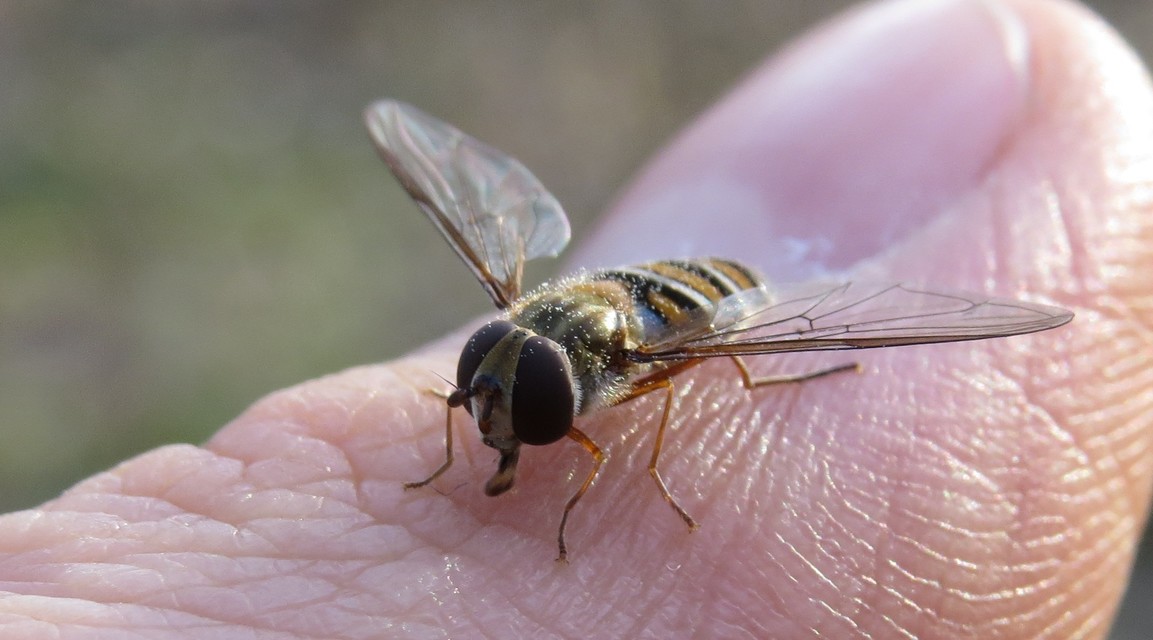 Episyrphus balteatus - ékfoltos zengőlégy
