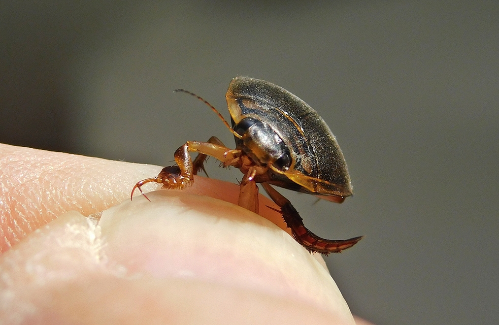 Acilius canaliculatus - sárgacombú barázdáscsíkbogár