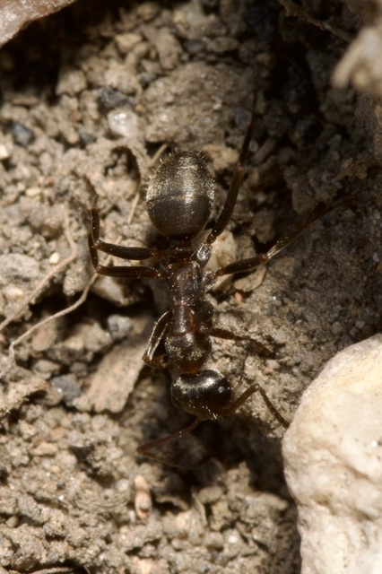Formica cunicularia - gyakori rabszolgahangya