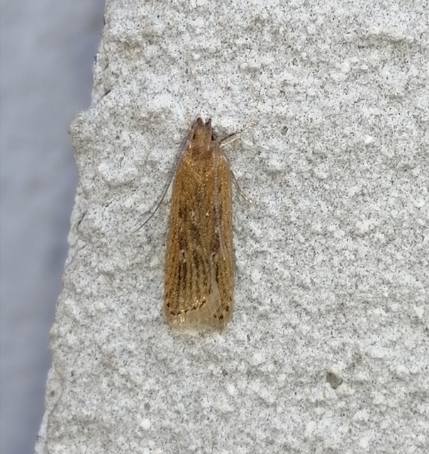 Helcystogramma triannulella - szuláksodró lápimoly