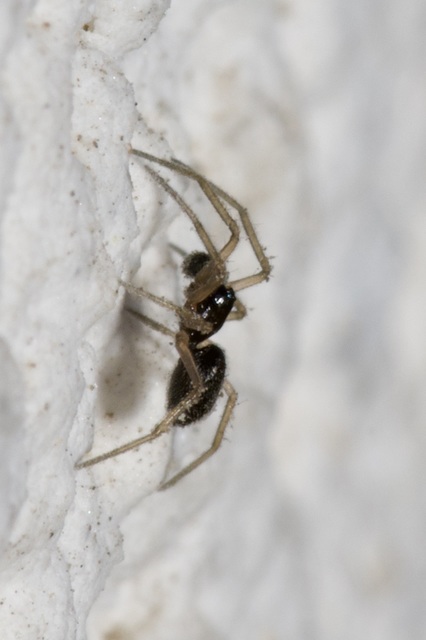 Linyphiidae - vitorláspókok