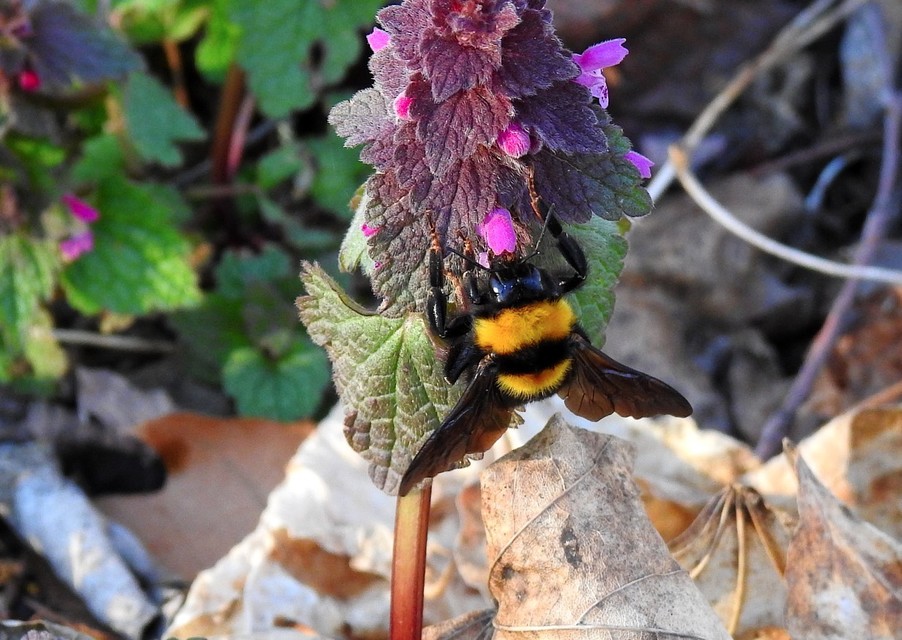 Bombus argillaceus - délvidéki poszméh
