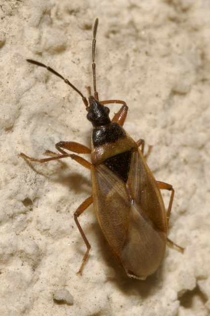 Gastrodes abietum - lapos fenyőbodobács