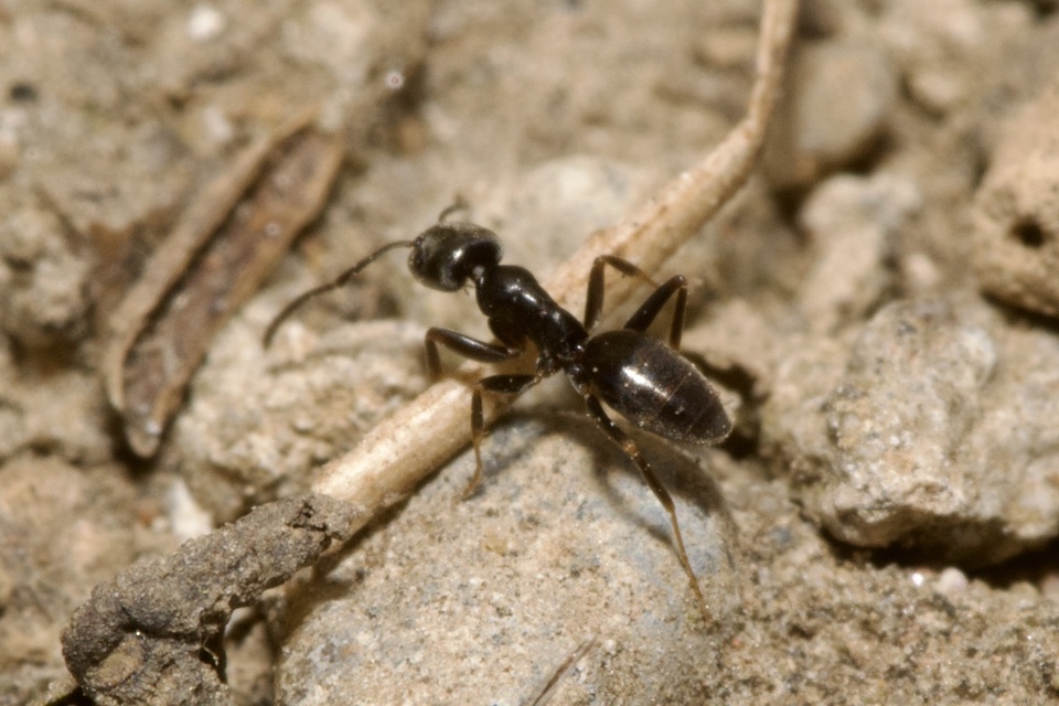 Tapinoma